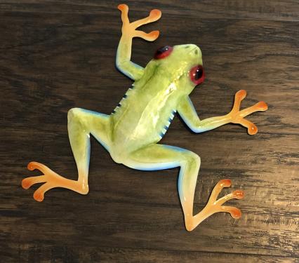 Eangee Red Eyed Tree Frog